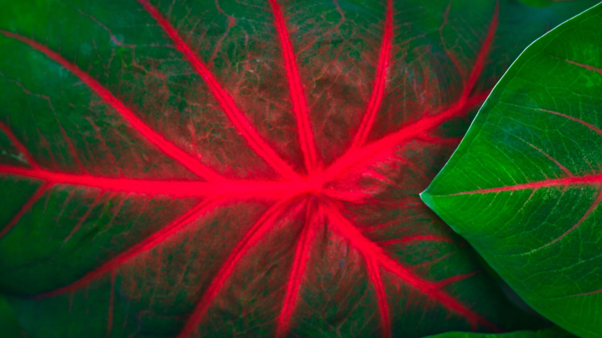 Scopri di più sull'articolo Zona rossa