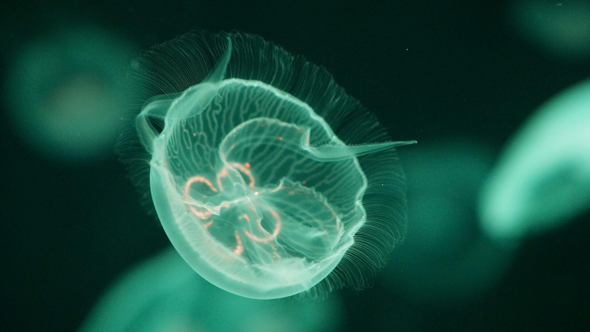 Scopri di più sull'articolo Sogno di vita