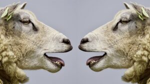 Scopri di più sull'articolo Puru u pulici avi a tussi!