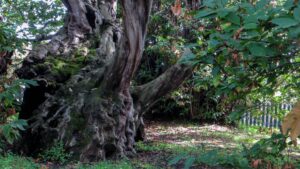 Scopri di più sull'articolo Il castagno dei cento cavalli.