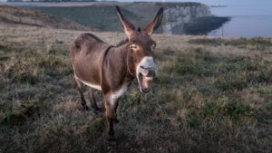 Scopri di più sull'articolo Fari u sceccu ‘nto linzolu