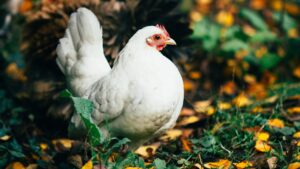 Scopri di più sull'articolo “U figghiu da jaddina janca”