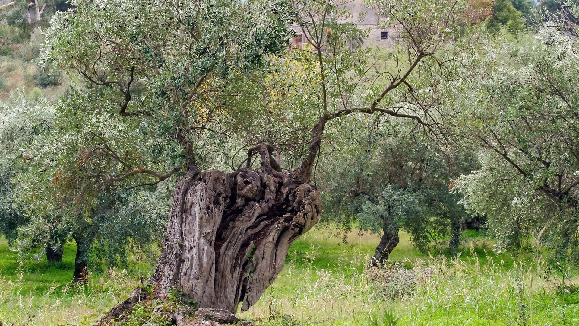 Scopri di più sull'articolo Uno dei simboli della Sicilia: l’Ulivo.