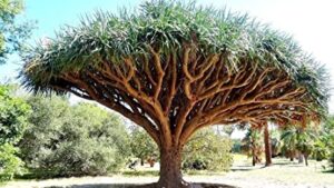Scopri di più sull'articolo L’albero del Drago
