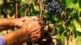 Scopri di più sull'articolo A vinnigna