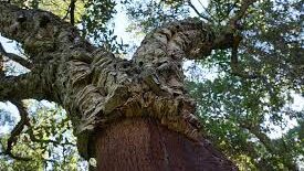 Scopri di più sull'articolo La Foresta della Birribaida.