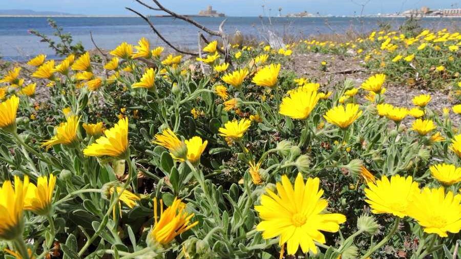 Scopri di più sull'articolo Storia e leggenda della Calendula Marittima.