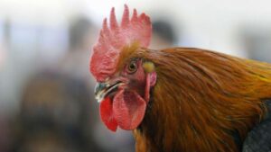 Scopri di più sull'articolo Parlare tischi-toschi