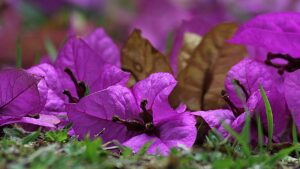 Scopri di più sull'articolo Bougainvillea.