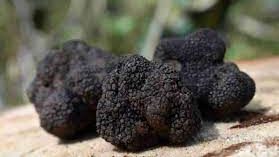 Scopri di più sull'articolo Il tartufo.