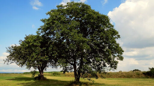 Scopri di più sull'articolo La leggenda dell’albero di noce.