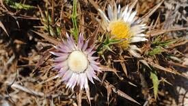 Scopri di più sull'articolo Carlina sicula